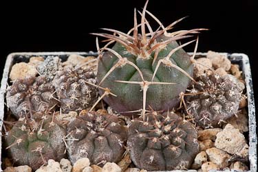 Gymnocalycium bodenbenderianum v. mirandaense P 222